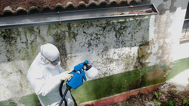Top rated local Mold Remediation specialists in Lilly, PA